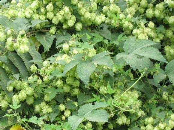 啤酒花,别名:忽布,蛇麻花,酵母花,酒花,拉丁文名:是大麻科,葎草属一