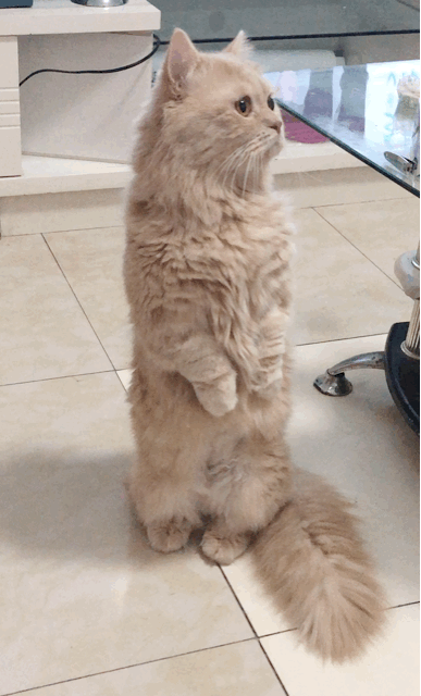 短腿猫咪总是莫名其妙站起来,难道你心里住了一只土拔