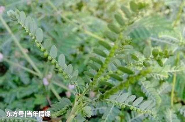 农村这种