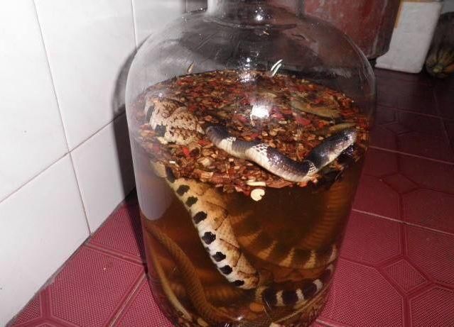 1,蛇泡酒