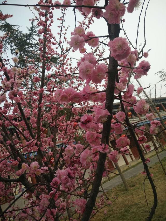 满园梅花 梅花开放时间
