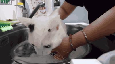 麻麻,用洗菜盆洗澡的喵喵真的很没面子啦!