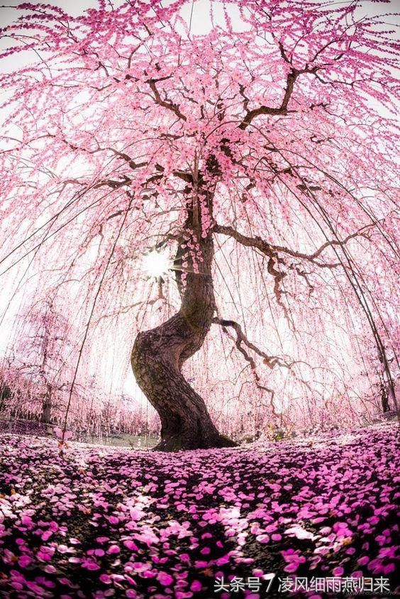樱花树下的约定,爱情与希望的象征樱花