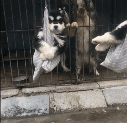 狗崽们被挂在晾衣杆上晒太阳,狗爸狗妈大喊加油该翻面
