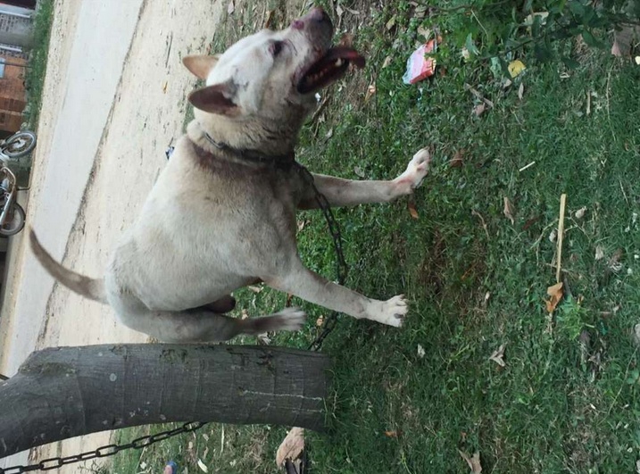 比特犬欺负小土狗原以为胜利在望,谁知土狗还能翻盘!