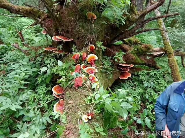 长白山野生灵芝的真实生长环境实拍