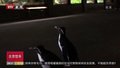 美国芝加哥谢德水族馆企鹅“放风”