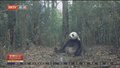 大熊猫国家公园荥经片区频现野生动物