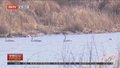 40余只大天鹅飞临北京平谷上演“水上芭蕾”
