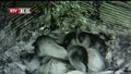 正阳门北京雨燕首次成功使用人工巢穴产卵