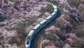 居庸关花海栈道开放 赏花攻略来啦～