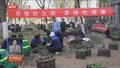 北京城市副中心启动“乡土植物进社区”全民义务植树尽责活动