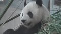 北京动物园采取系列措施严控熊猫馆直播现象