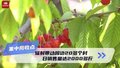 大丰收发愁！政府“搭台”解民忧！