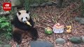大熊猫“梅兰”7岁啦！