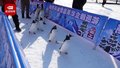 陶然亭公园冰雪季上新啦！一起来近距离观赏软萌企鹅雪场漫步~
