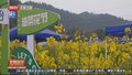解锁消费新场景 油菜花地里吃火锅