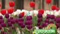 共赴浪漫之约！北京永定河畔“郁”见千亩花海 赏花经济带动绿岗就业