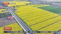湖南益阳：油菜花竞相绽放 金色田埂似画框