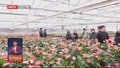 北京成立首个花卉产业关键技术研发与示范专家工作站