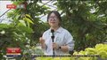 马驹桥镇大棚樱桃抢先上市