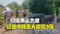 印度两头大象多个村庄袭击人致3人死亡 遇难者事发时正在采集烟叶