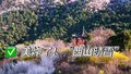 美炸了！“西山晴雪”三月现