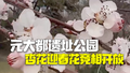 元大都遗址公园花开了 杏花和迎春花争奇斗艳