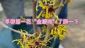 国家植物园“金缕梅”报春