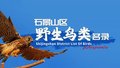 首次！石景山区公布野生鸟类名录！