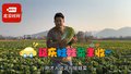 延庆娃娃菜喜获丰收 满地绿野贺金秋