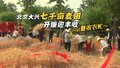 北京大兴七千亩麦田开镰迎丰收 开启夏收农忙～