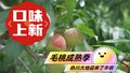 秋意渐浓 妫川大地迎来了丰收季