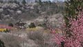 京城追春丨晴空暖阳 京城无处不飞花