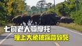 泰国七旬老人骑摩托路过保护区 撞上大象被踩踏致死