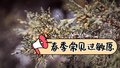 圆柏散粉“可视化” 北京春季常见过敏原有这些