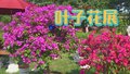 天坛公园500余株叶子花来啦！打造缤纷夏日