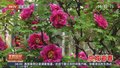 北京牡丹文化节开幕 全市17个牡丹展区诠释“国色天香”
