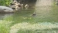 国家二级保护植物“北京水毛茛”再现妫川 延庆生态向好添新证