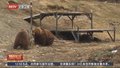 阿拉斯加动物园请熊“质检”防熊垃圾桶