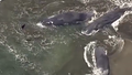 日本海岸多头鲸搁浅据称无关海啸