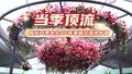 当季“顶流” 国际月季大会40年来首次落地中国