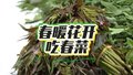 “香椿”领衔的春菜进京啦！