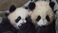 大熊猫生下双胞胎后大多选择一只来带 那么另外一只如何进食呢