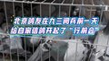 北京鸽友在九三阅兵前一天给自家信鸽开起了“行前会”