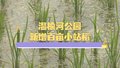 朝阳再添都市农业新景观 温榆河公园新增百亩小站稻