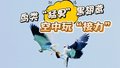 鸟类“猛男”黑翅鸢空中玩“接力”  这波操作堪称“最佳搭档”