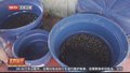 重返自然 巴西放归约5000只黄斑河龟宝宝