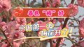 京城第一波梅花开了！春和日暖，一起来明城墙邂逅“梅”好时光❀
