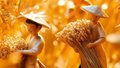世界粮食日丨“五谷丰登”是指哪“五谷”？快来一探究竟